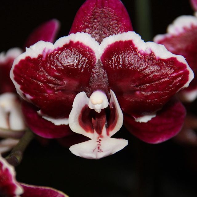 Орхидея red eye фото и описание